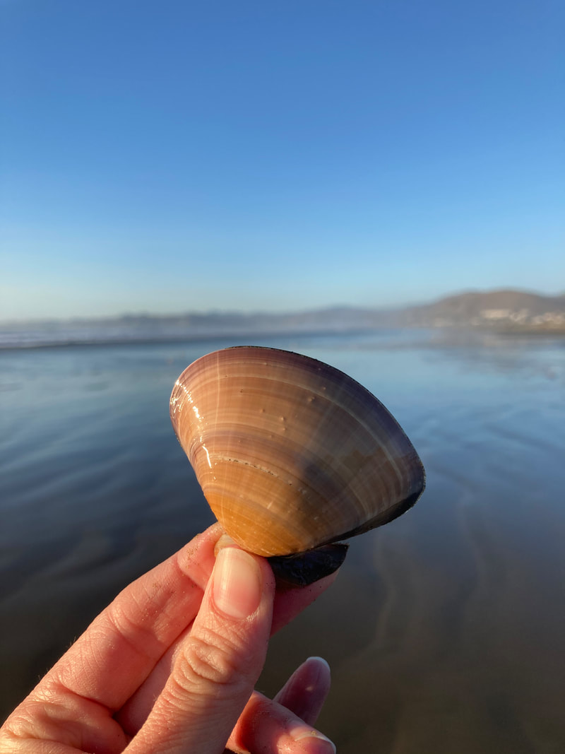 Pismo clams - MARINE CONSERVATION LAB